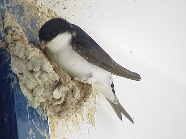 	Swallows building a nest	
